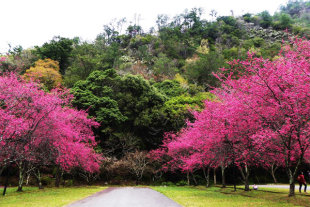 櫻木夾道與翠綠山景相呼應。（圖片來源／奧萬大情報站）