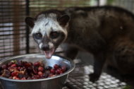 Hostile: Though civet cats can be hostile, some are subdued even with an open cage and people around.