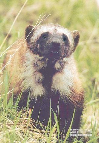 ↑金鋼狼英文Wolverine原名的意思是狼獾，被譽為是世界上最無畏的動物。（資料照片）