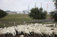 In this Friday, Aug. 8, 2014 photo, a sheep herder looks over sheep near a state-of-the-art power plant that turns millions of tons of coal every year into methane in northern China's Inner Mongolia province. Deep in the hilly grasslands of remote Inner Mongolia, twin smoke stacks rise more than 200 feet into the sky, their steam and sulfur billowing over herds of sheep and cattle. Both day and night, the rumble of this power plant echoes across the ancient steppe, and its acrid stench travels dozens of miles away. (AP Photo/Jack Chang)