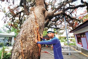 200歲的「松樹爺爺」枝葉枯黃，傷口持續惡化，樹醫生廖偉健說，老樹存活機會渺茫。（莊哲權攝）