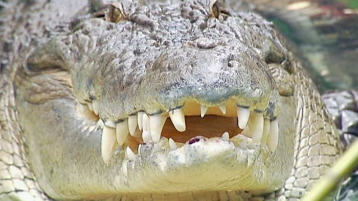 A crocodile (file photo)
