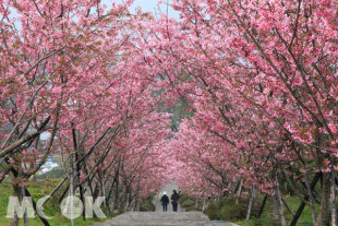 南投花卉秘境鳳凰自然教育園區櫻花步道。(圖片提供／南投縣政府觀光處）