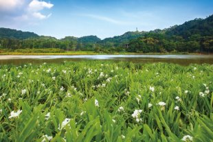 一進入森林就可以聞到野薑花的香味。（圖片來源／牡丹鄉公所）