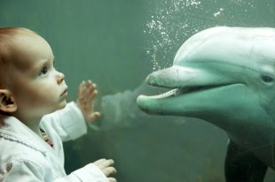 dreamstime xs 9137355 Would you let a dolphin help you give birth? 