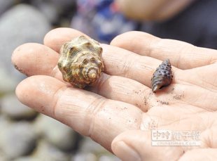 永安海灘的寄居蟹多以「燒酒螺」（右）為家，大一號的岩蚵螺（左），讓寄居蟹能住得舒適。（楊明峰攝）