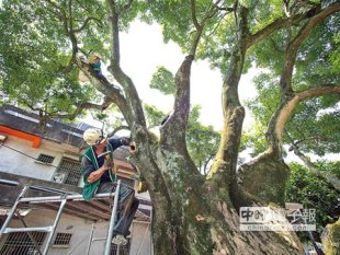 手術治療冬山鄉安平社區的百年薄姜木，下半部出現中空、腐朽的狀況，昨天樹醫院團隊為老樹清瘡、加強白蟻防治。