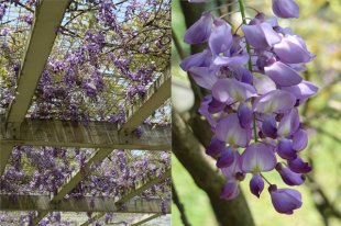 紫藤花海是近年十分受到歡迎的花卉景觀。(圖片來源／陽明山花季)
