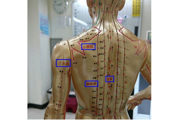 三焦經、小腸經、膀胱經、督脈位置示意圖（周宗翰中醫師提供）