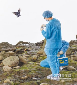 禽流感疫情延燒，新北市府動物保護防疫處派員到華江橋下野鴿聚集處，進行消毒與採樣、持續監控，也呼籲民眾不要接觸餵食禽鳥。（陳信翰攝）