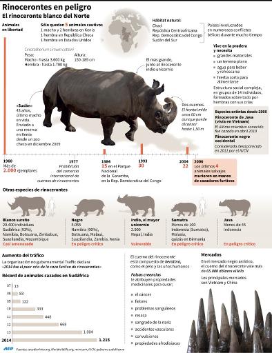 El rinoceronte blanco del Norte, casi totalmente desaparecido, y otras especies de rinoceronte en peligro (AFP | -, -)