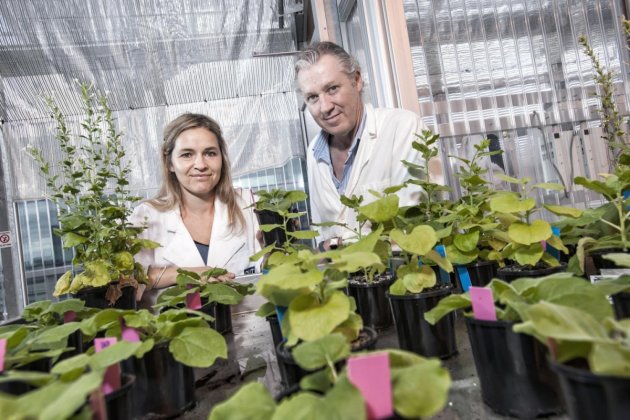 Ancient magical Australian plant could help grow food in space 