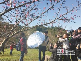 鹿谷鄉石馬公園櫻花初綻，吸引不少攝影愛好者試鏡。（沈揮勝攝）