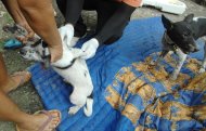 File photo taken in October 2010 shows government health workers vaccinating a dog in Denpasar during a province-wide anti-rabies campaign