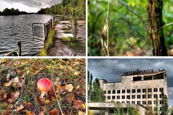 Δείτε τι συμβαίνει σε ένα δάσος στο Τσερνόμπιλ 28 χρόνια μετά την έκρηξη