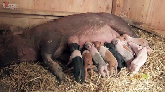 母豬瀕死13隻小豬救媽媽  Pets 寵物護理 +紀念堂