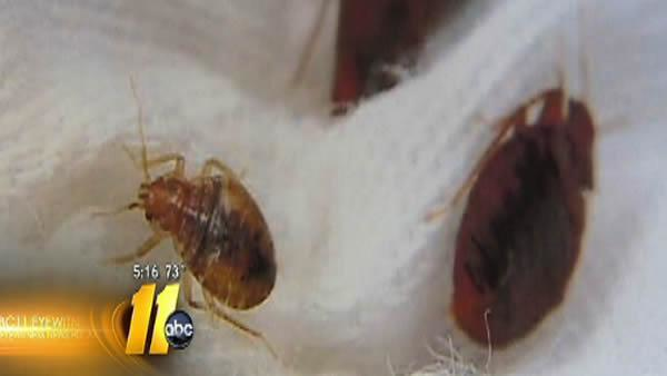 Bed bugs becoming a growing problem | Watch the video - Yahoo News
