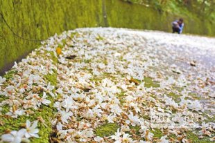 宜蘭縣冬山鄉仁山植物園內步道，地面滿是飄落的桐花，雪白一大片，石階上也散落花瓣，讓一早上山健身的民眾，直呼：「好美喔！」。（王亭云攝）