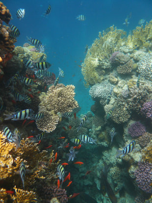 人為汙染嚴重，澳洲大堡礁珊瑚岌岌可危。(photo by Lars Plougmann on Flickr- used under Creative Commons license)