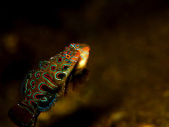 Indonesia kaya dengan keanekaragaman hayati bawah laut, salah satunya adalah ikan Pictured Dragonet (Synchiropus picturatus). Serupa tapi tak sama, demikian […] Pictured Dragonet, Ikan Eksotis Yang Makin Langka was first posted on August 28, 2014 at 11:45 am.