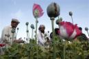 Afghan farmers work at a poppy field in Jalalabad province