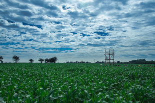 綠油油的一片田園 (圖片來源／2016義竹鄉玉米文化季)