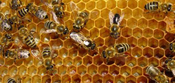 Από Αλτσχάιμερ μέχρι Αρθρίτιδα, οι μέλισσες βοηθούν σε όλα!!!
