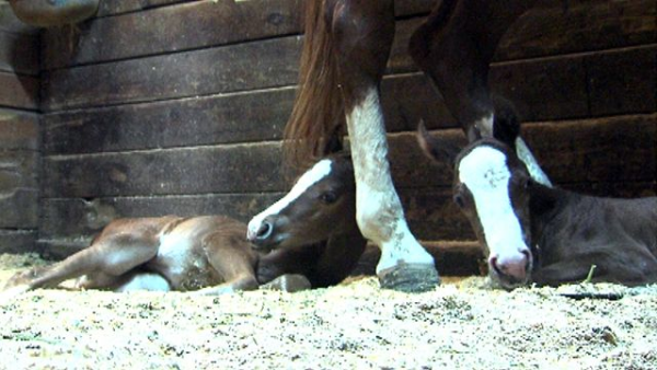Horse gives birth to twins | Watch the video - Yahoo News