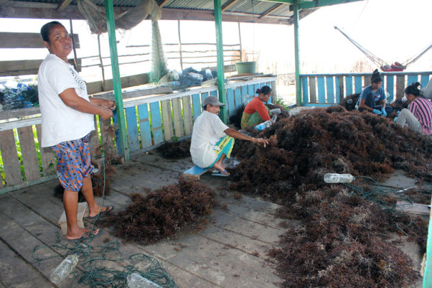 Syamsul bersama keluarga memasang bibit rumput laut ke tali untuk kemudian di pasang di pesisir pantai Amal. Agar rumput laut tetap di permukaan, tali dipasangkan pelampung dari botol bekas air minum. Foto: Sofyan