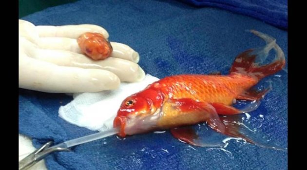Ikan Emas Jalani Operasi Tumor Otak