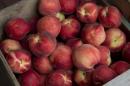 Embargo russe: L'UE prend des mesures exceptionnelles pour soutenir le secteur des fruits