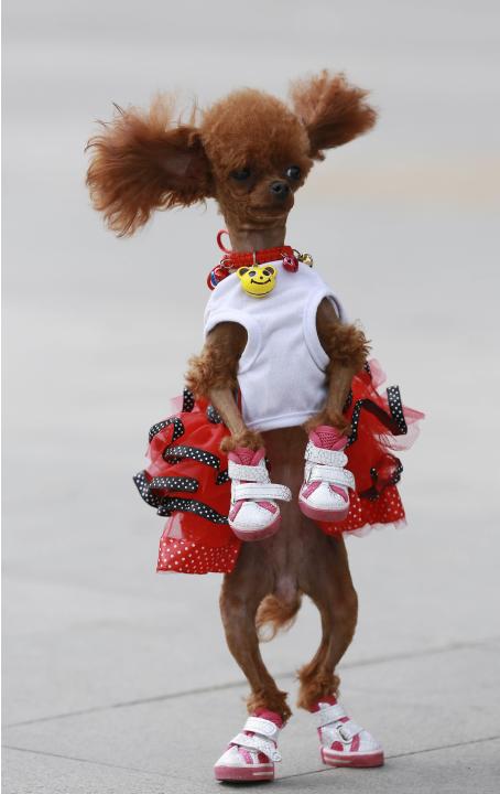 A one-year-old poodle dressed in shoes and a costume stands up as it plays with its owner at a square in Shenyang, Liaoning province