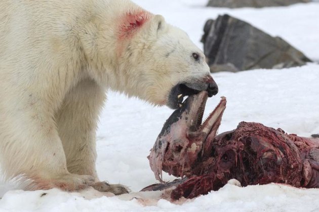 首見北極熊吃海豚 科學家怪罪暖化