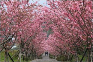 超過300株的櫻花樹，沿著333石階步道栽植。(圖片提供／生物資源暨農學院實驗林管理處)