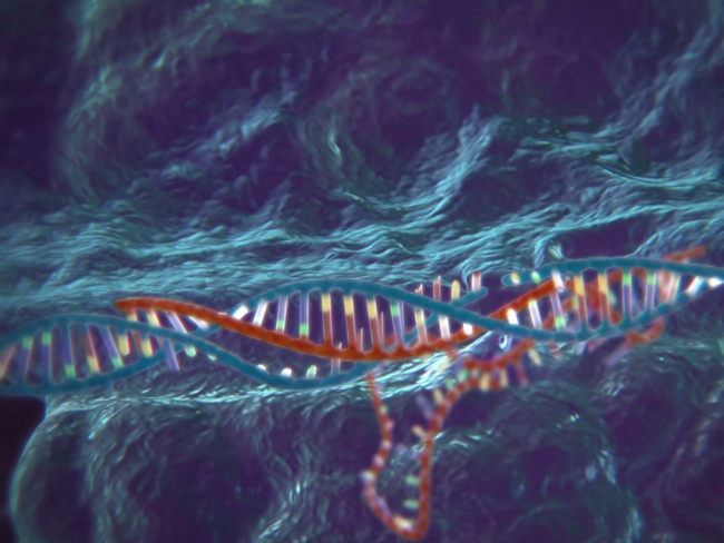 DNA cut enzyme