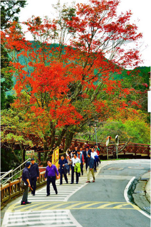 漫步阿里山，欣賞沿途紅葉美景。(圖片提供／嘉義林管處)