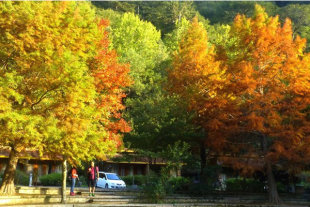 武陵農場金黃耀眼的秋季風景。(圖片來源／武陵農場 Wuling Farm）
