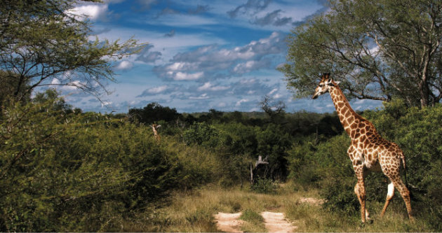 Mtnoh Kruger National