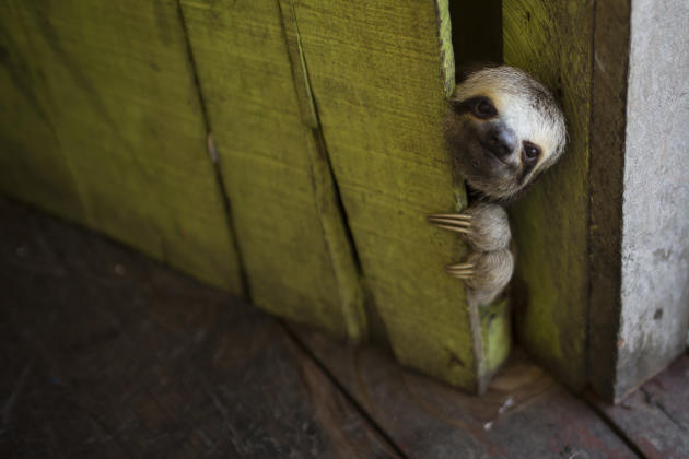 A sloth peeks out from behind a door on a floating house in the 'Lago do Janauari' near Manaus, Brazil, Tuesday, May 20, 2014. Manaus is one of the host cities for the 2014 World Cup in Brazil. (AP Ph