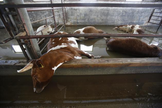 Dead cows wait to taken away by the Bosnian military from a farm near the Bosnian town of Bosanski Samac along river Sava, 200 kms north of Bosnian capital of Sarajevo, on Tuesday, May 20, 2014. A new