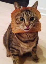 Breaded cat. Image from Eric Adamshick on Flickr