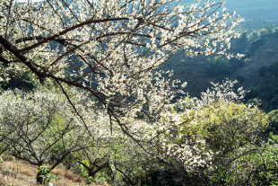 上萬顆的梅樹盛開。(圖片來源／高雄市政府新聞局)