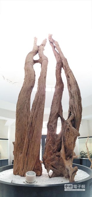 高達20多公尺的檜木樹根，是鎮館之寶。（廖志晃攝）