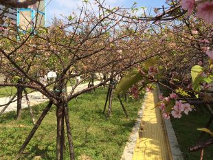新竹公園櫻花綻放 專家說是假性休眠
