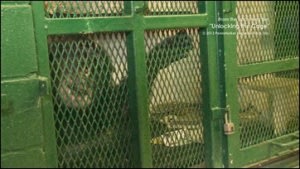 租禮車紐約法院判黑猩猩「沒人權」 可續監禁