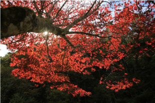 杉林溪楓葉正紅。(圖片來源／愛上杉林溪)