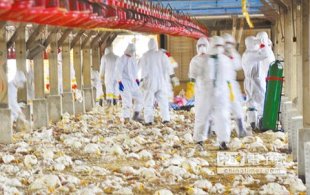 新竹縣新豐鄉一處養殖場逾7萬隻白肉雞全撲殺。（魯鋼駿攝）