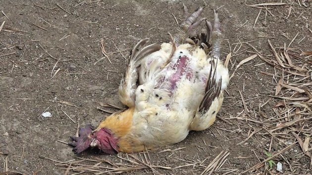 死雞屍體直接遺棄在產業道路上，衛生堪慮。