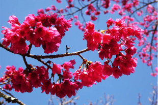 奧萬大櫻開燦爛，春色正美。（圖片來源／奧萬大情報站）