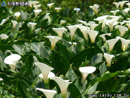 竹子湖海芋花海登場　陽明山吉野櫻大爆發